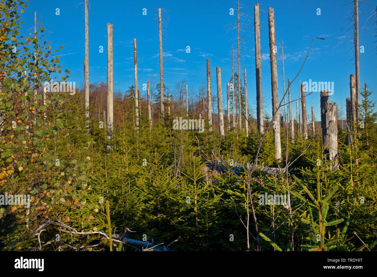 reforestation after bark beetle infestation on Lusen mountain, Germany, Bavaria, Bavarian Forest National Park Stock Photo