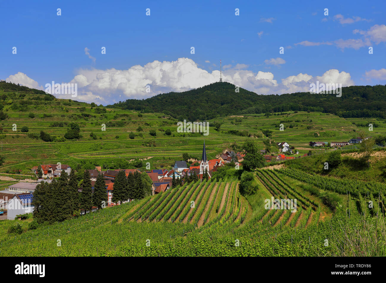 winegrowing village in the region Kaiserstuhl, Germany, Baden-Wuerttemberg, Bickensohl Stock Photo