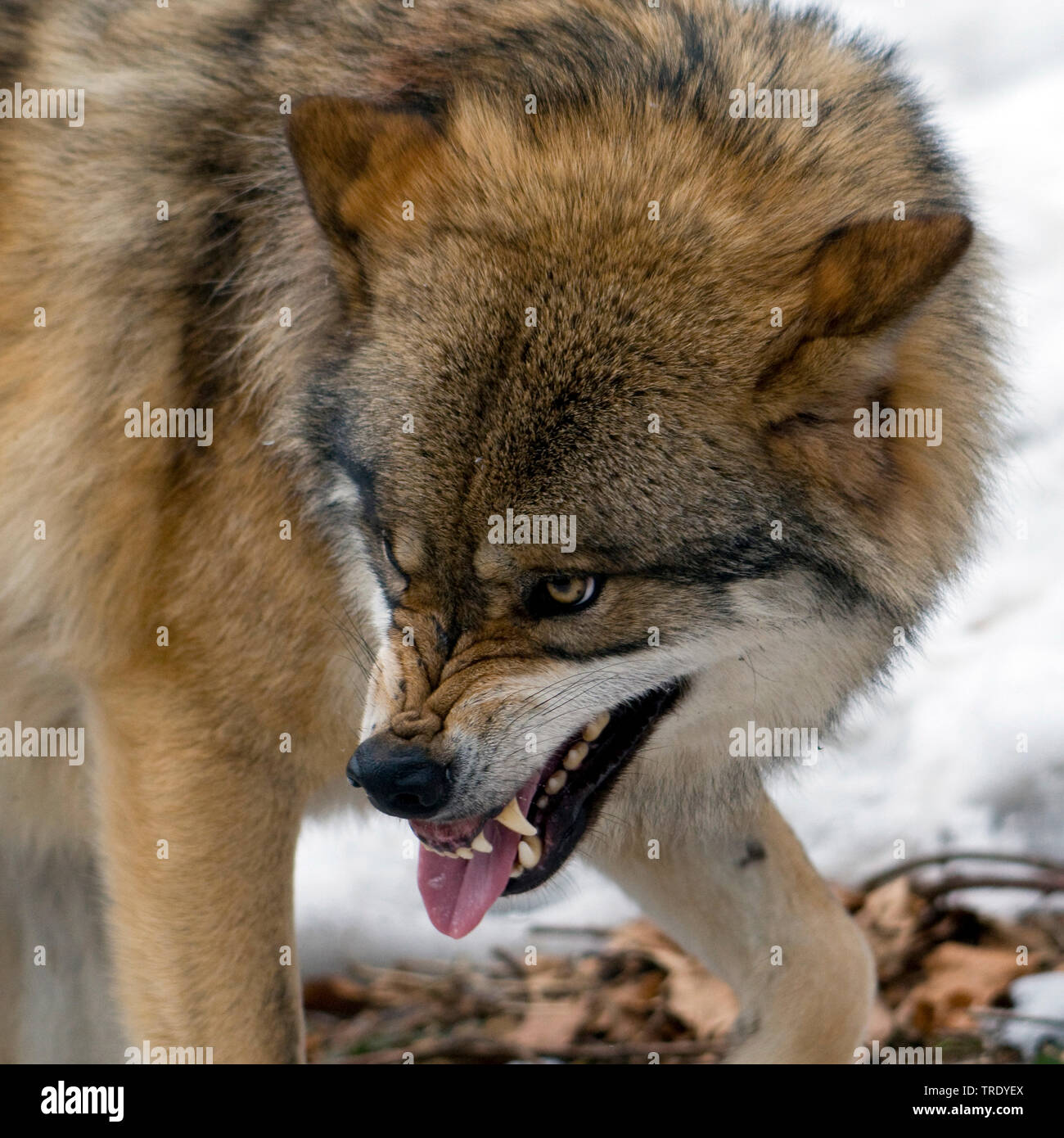 European gray wolf (Canis lupus lupus), angry, Germany, Bavaria, Bavarian Forest National Park Stock Photo
