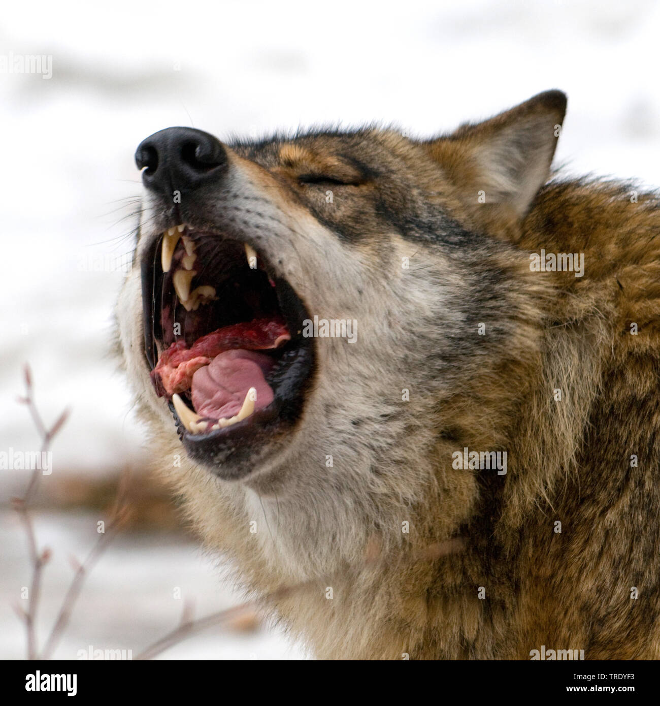 European gray wolf (Canis lupus lupus), yawning, Germany, Bavaria, Bavarian  Forest National Park Stock Photo - Alamy
