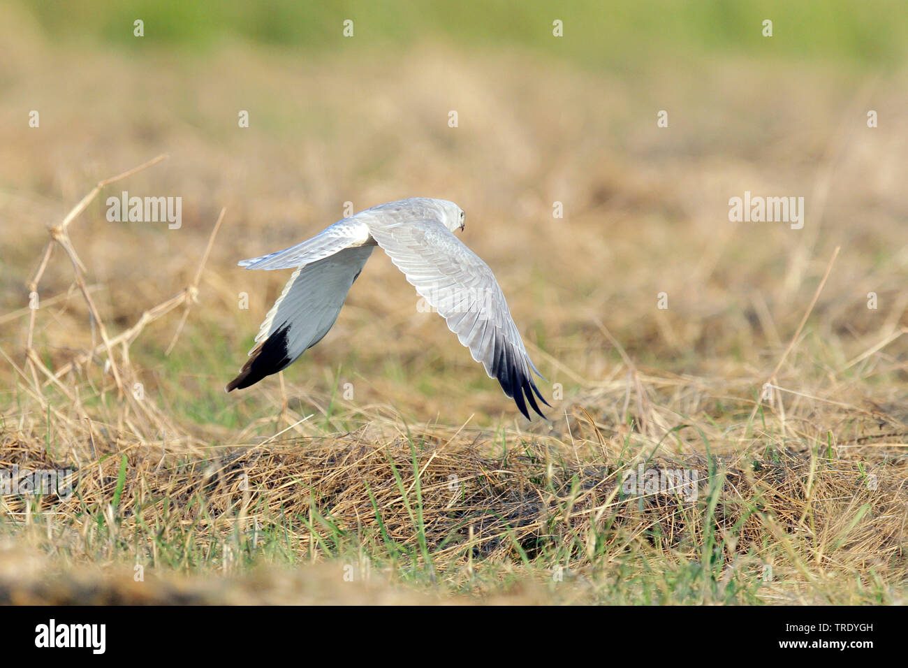 pallid harrier (Circus macrourus), adult male hunting in flight, Oman Stock Photo