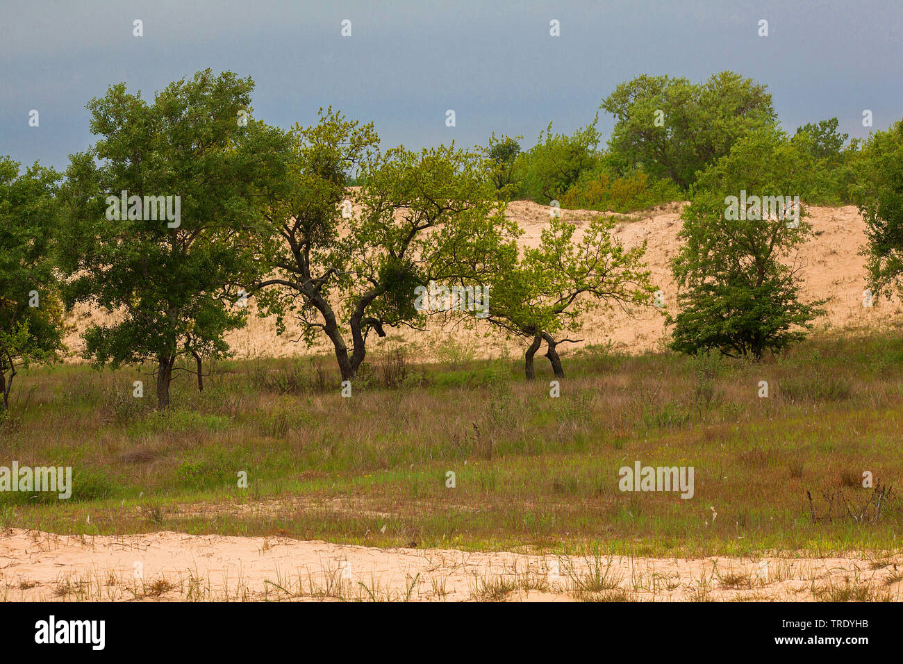 sand dunes of Letea in the Danube delta, Romania, Biosphaerenreservat Donaudelta Stock Photo