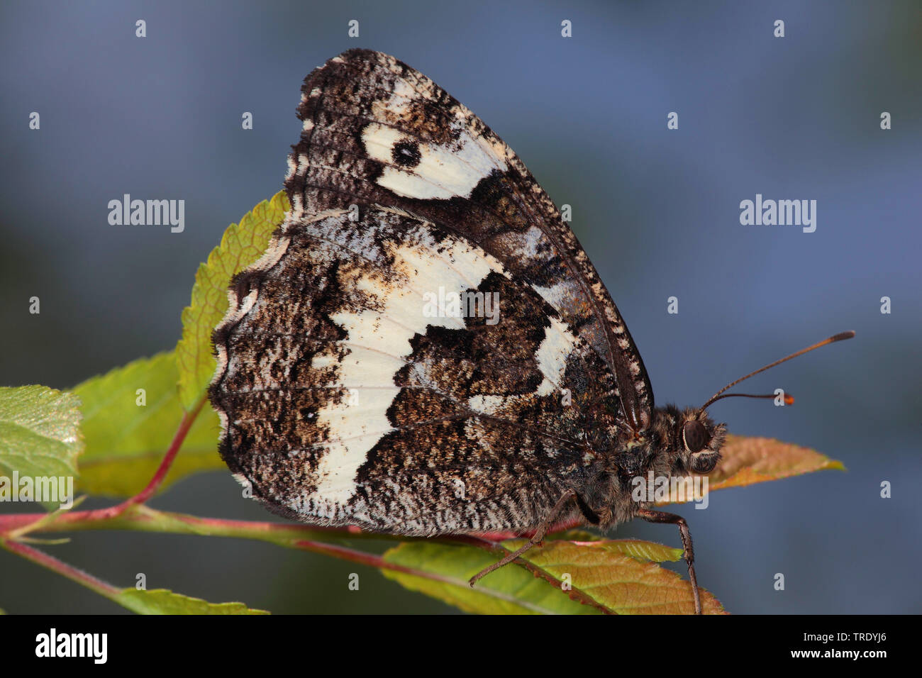 great banded grayling, greater wood nymph (Brintesia circe), lateral view, Germany Stock Photo