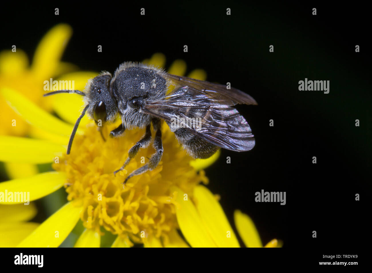 Dark bee (Stelis aterrima, Stelis punctulatissima), sitting on a yellow composite, Germany, Bavaria Stock Photo