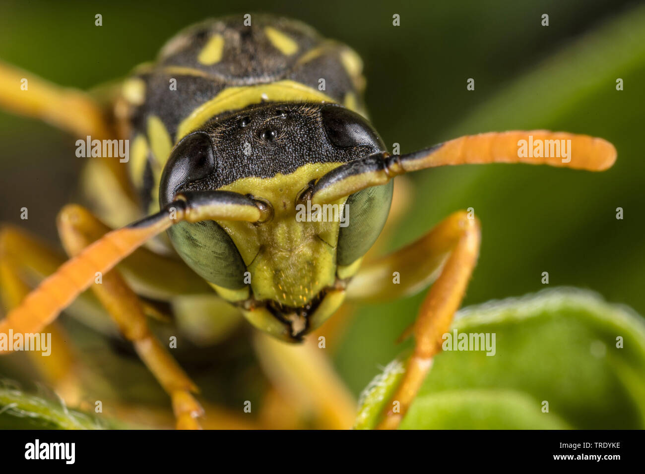 Paper wasp (Polistes gallica, Polistes dominula), portrait, Germany Stock Photo