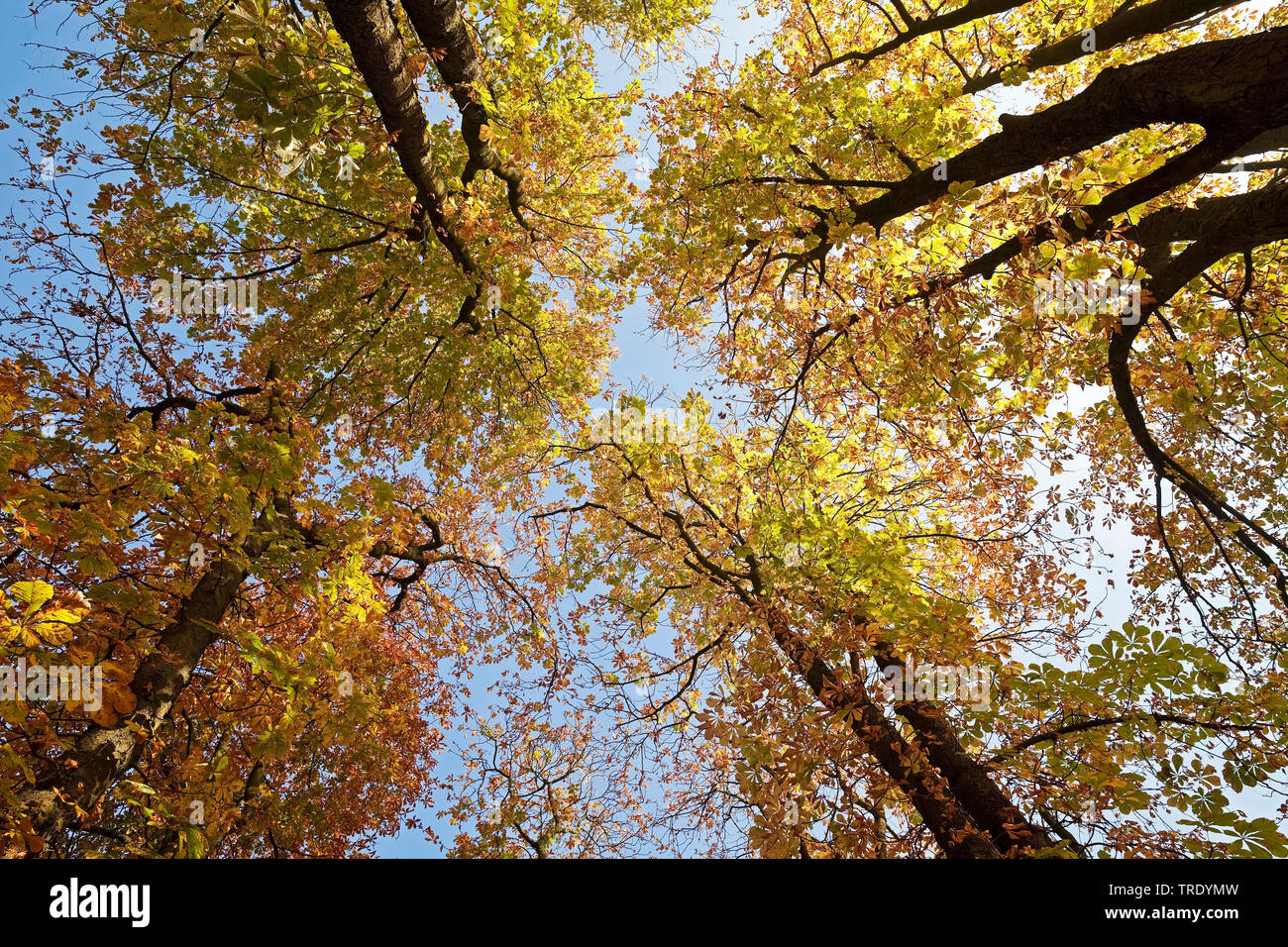 common horse chestnut (Aesculus hippocastanum), looking up to autumnal trees, Germany, North Rhine-Westphalia Stock Photo