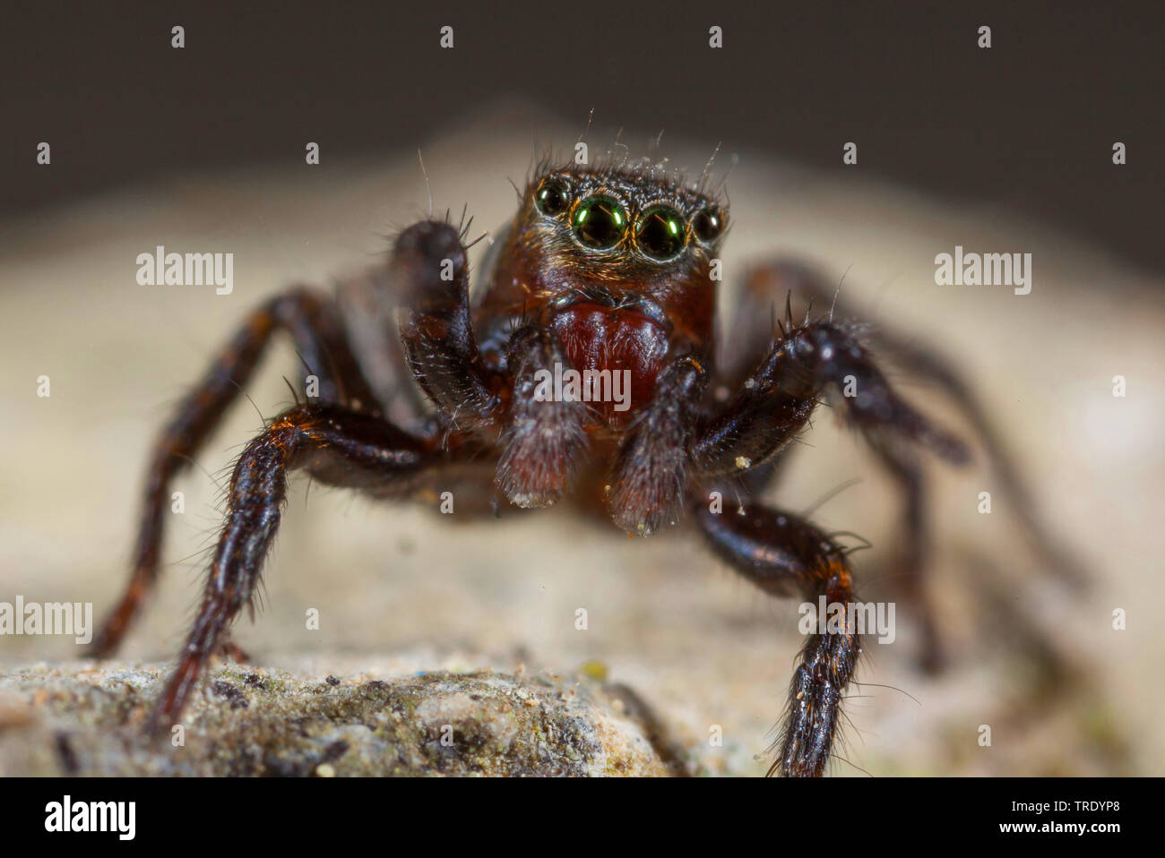 Striped jumping spider (Phlegra fasciata), female, front view, Germany Stock Photo