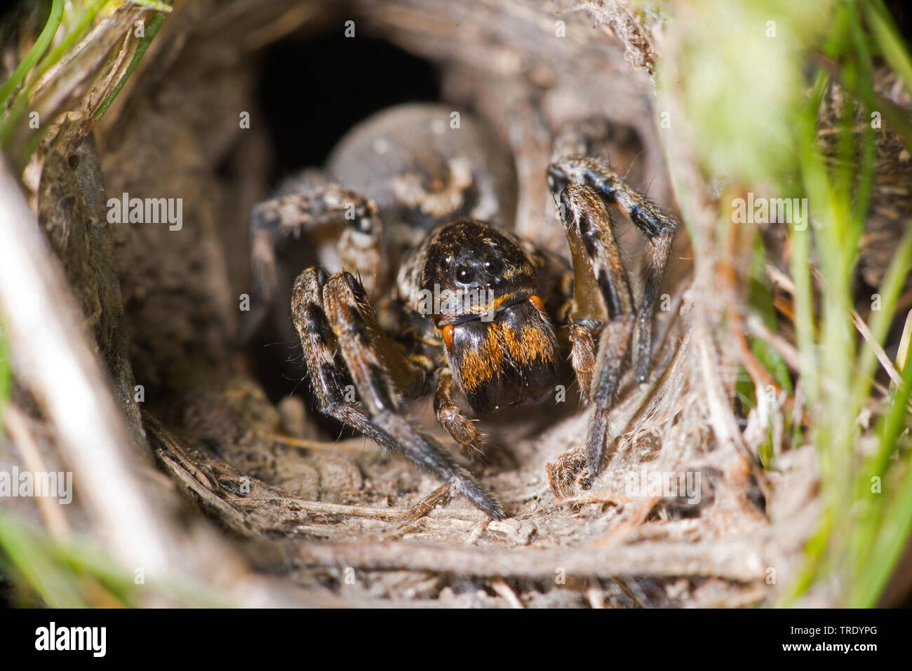 South Russia tarantula (Alopecosa singorensis, Lycosa singoriensis), front view, Austria, Burgenland, Neusiedler See National Park Stock Photo