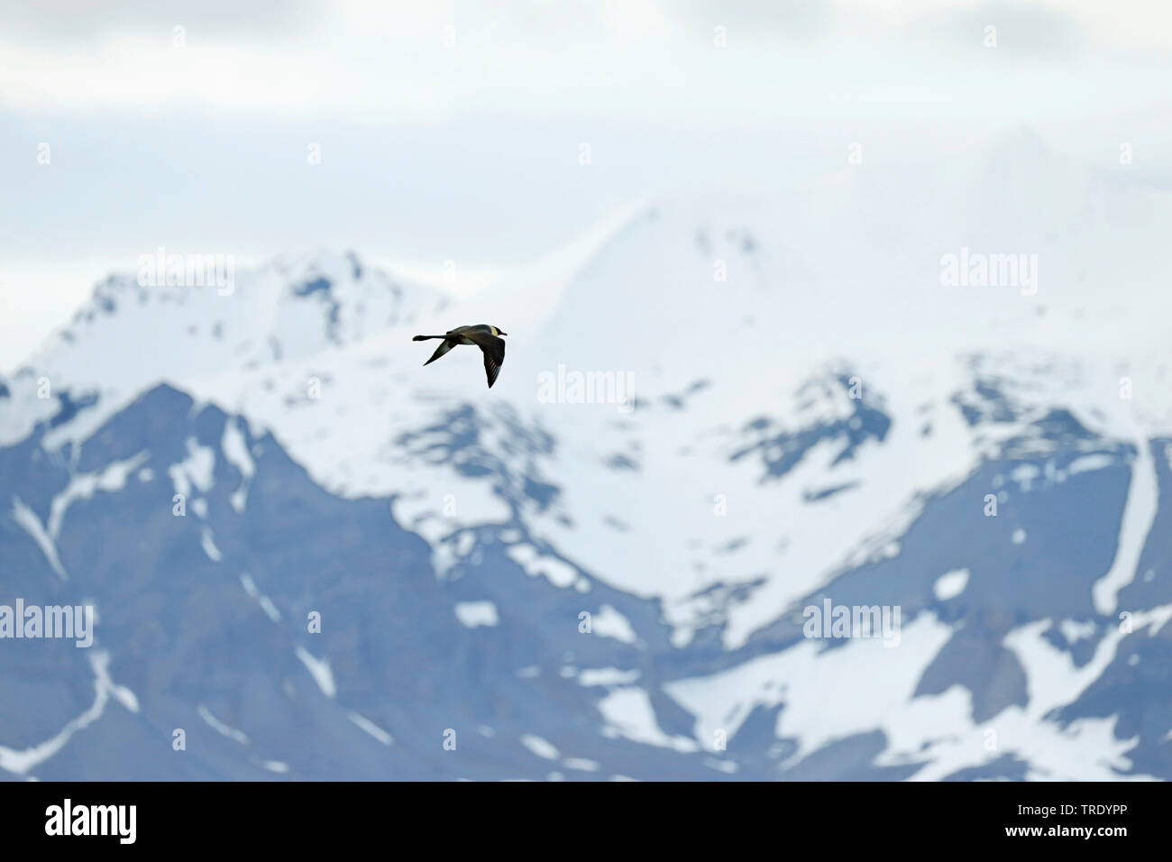 pomarine skua (Stercorarius pomarinus), flying, Norway, Finnmark Stock Photo