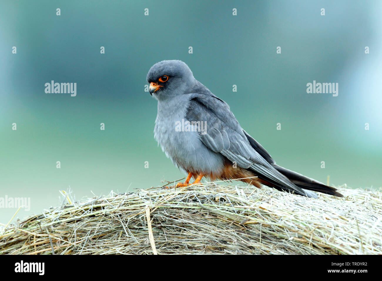 western red-footed falcon (Falco vespertinus), adult male, Hungary Stock Photo