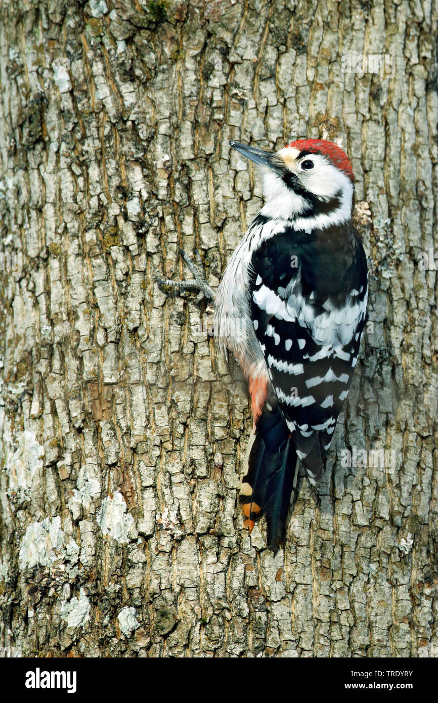 white-backed woodpecker (Picoides leucotos, Dendrocopos leucotos), male, Finland Stock Photo