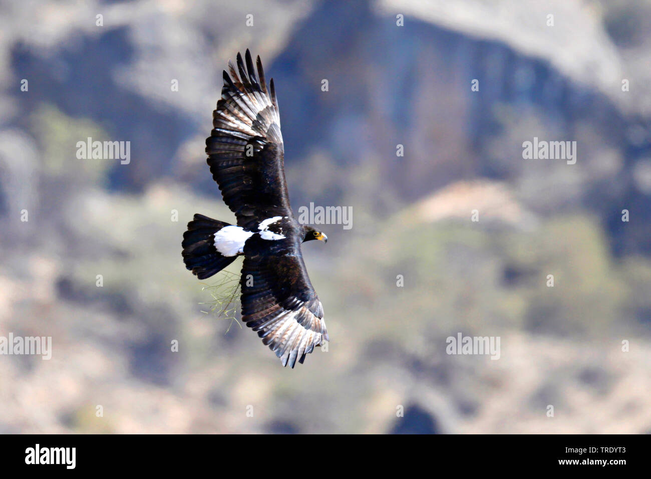 verreaux's eagle (Aquila verreauxii), in flight, Oman Stock Photo