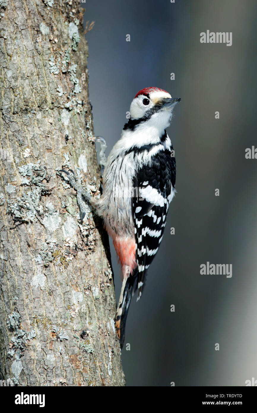 white-backed woodpecker (Picoides leucotos, Dendrocopos leucotos), male, Finland Stock Photo