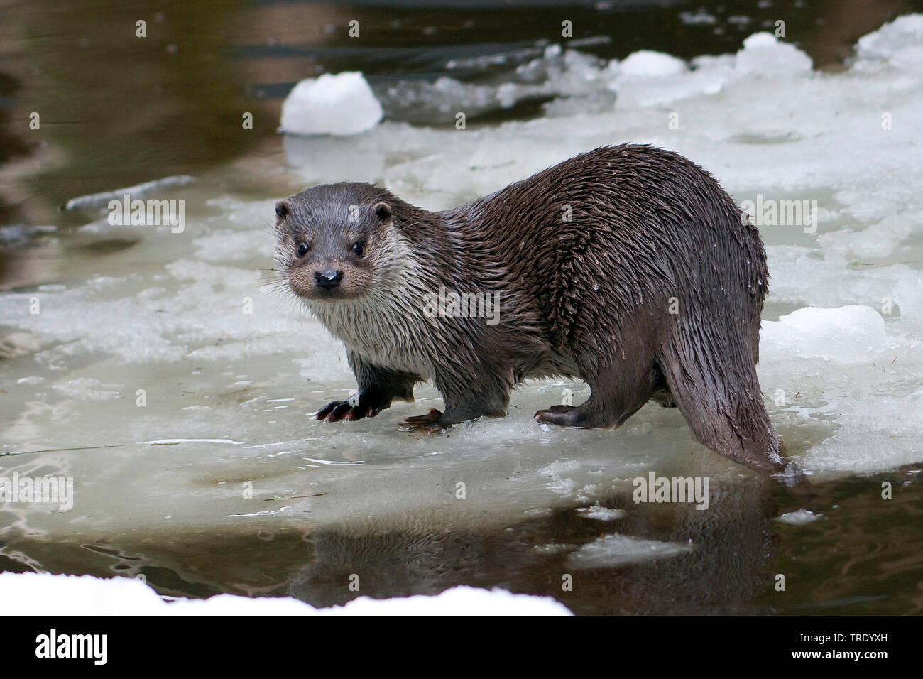 River otter standing hires stock photography and images Alamy