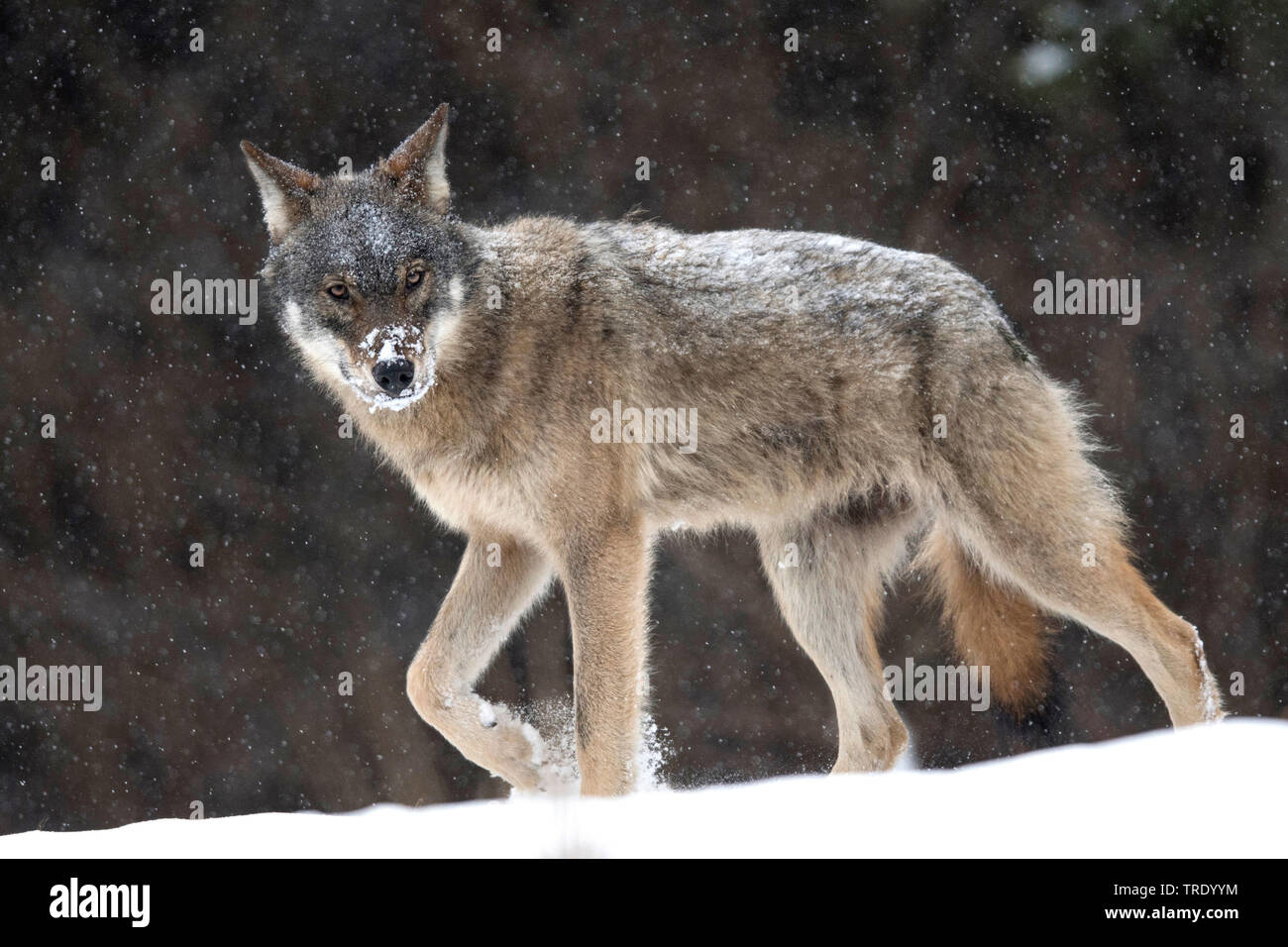 European gray wolf (Canis lupus lupus), walking in the snow, Poland Stock  Photo - Alamy