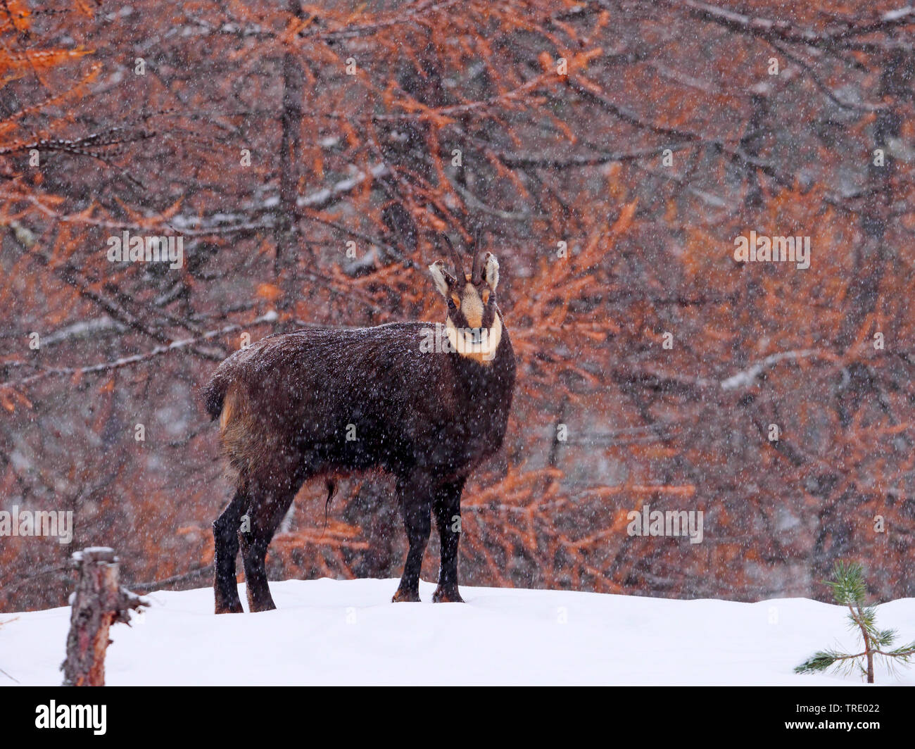 chamois (Rupicapra rupicapra), chamois buck in a wintery snowy mountain forest in the late autumn, side view, Italy, Gran Paradiso National Park, Val d'Aosta Stock Photo