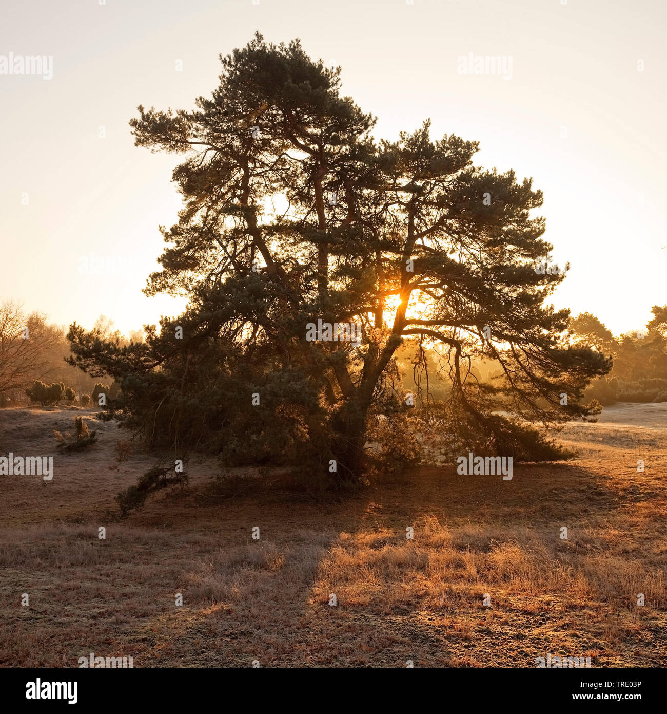 Common juniper, Ground juniper (Juniperus communis), Westrup Heath at sunrise in autumn, Germany, North Rhine-Westphalia, Ruhr Area, Haltern Stock Photo