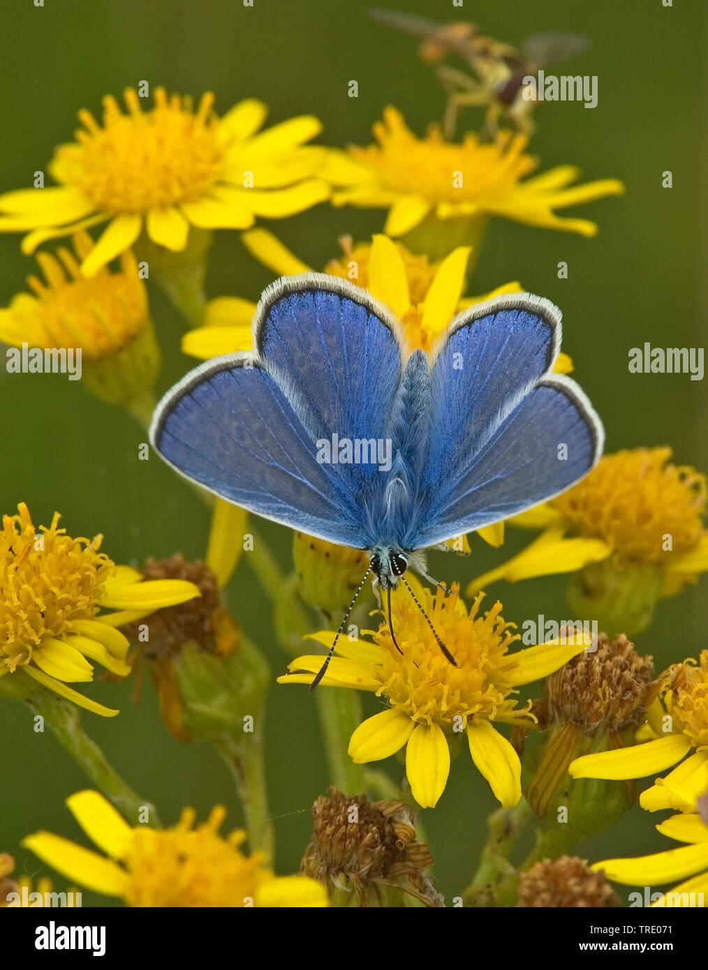 common blue (Polyommatus icarus), male sitting on Senecio, Netherlands, Noord-Brabant Stock Photo