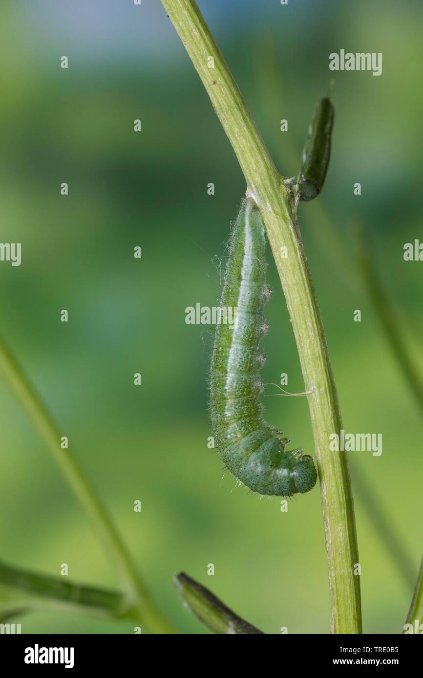 Orange-tip (Anthocharis cardamines), caterpillar during pupation, Germany Stock Photo