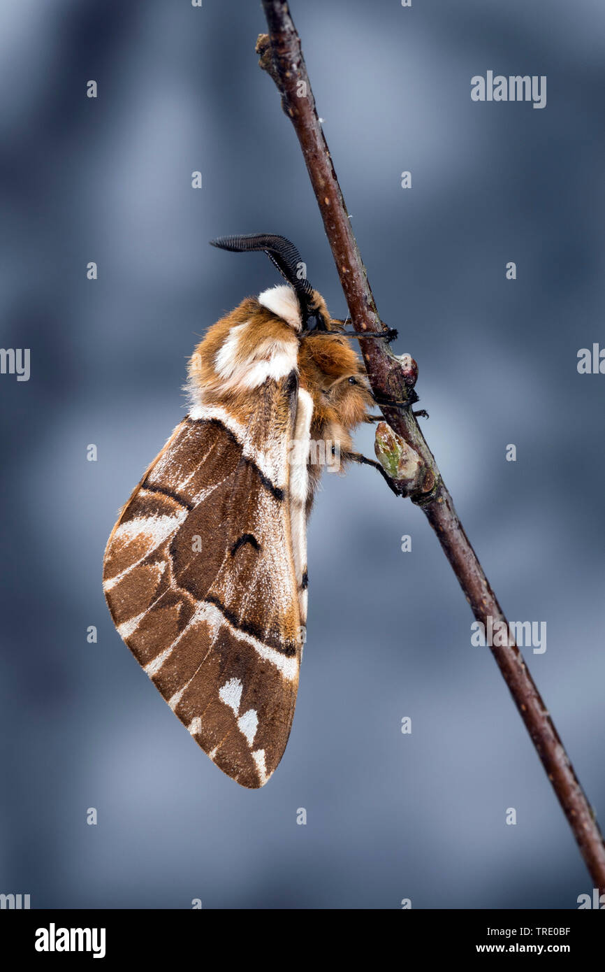 Kentish glory (Endromis versicolora), sitting at a twig, side view ...