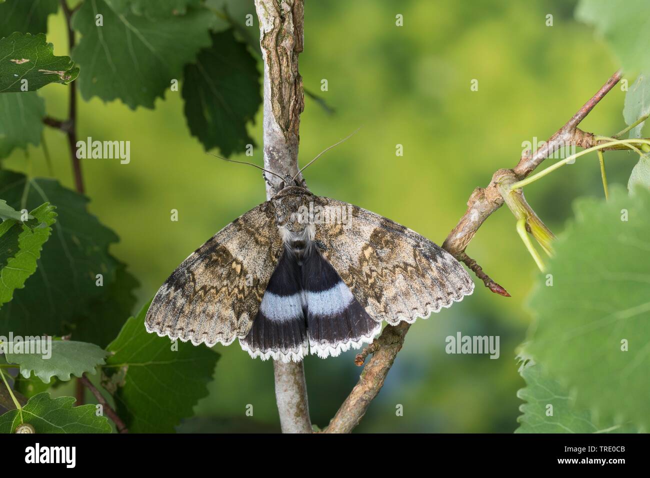 Clifden Nonpareil (Catocala fraxini), on a twig, Germany Stock Photo