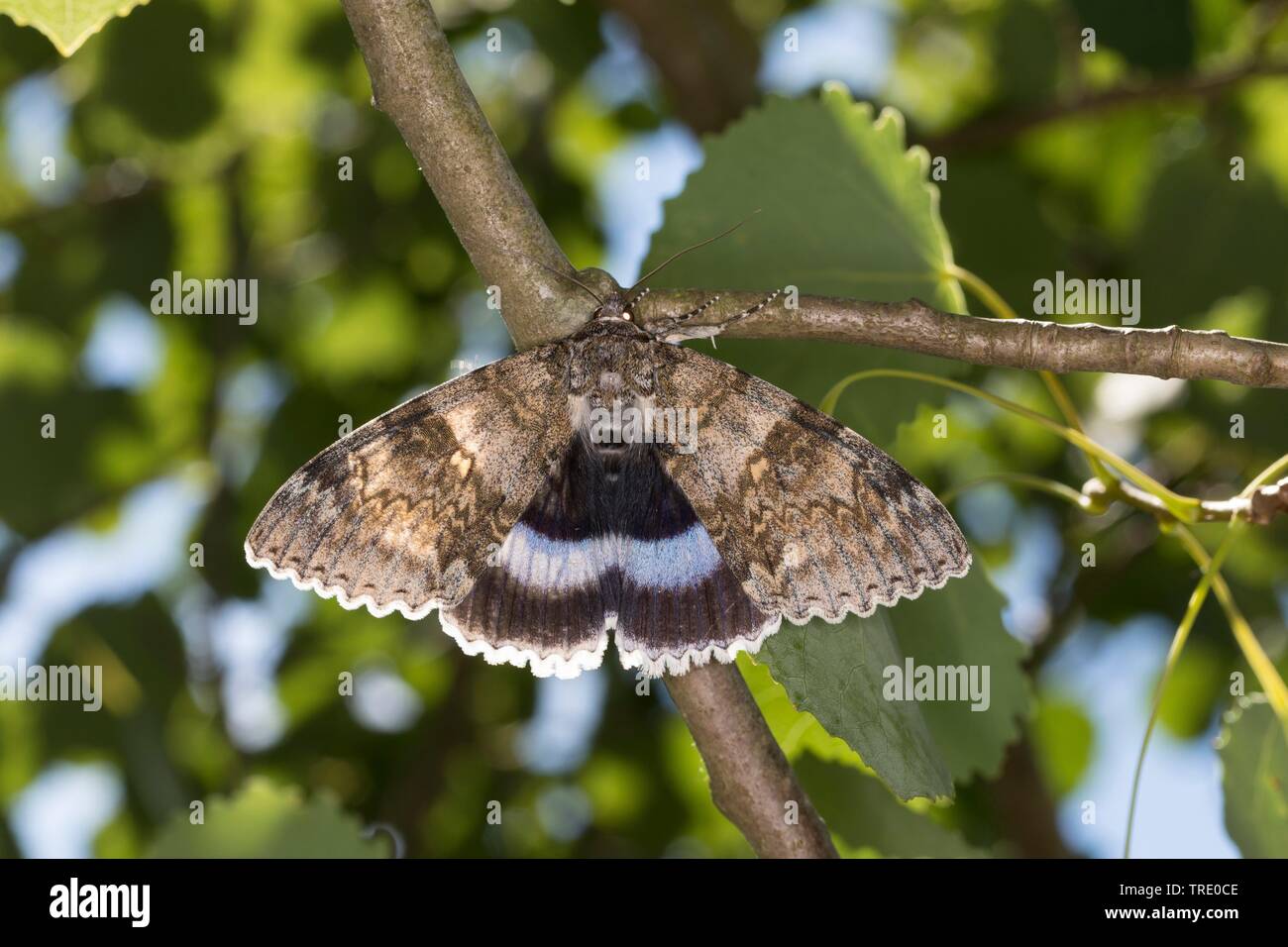 Clifden Nonpareil (Catocala fraxini), on a twig, Germany Stock Photo