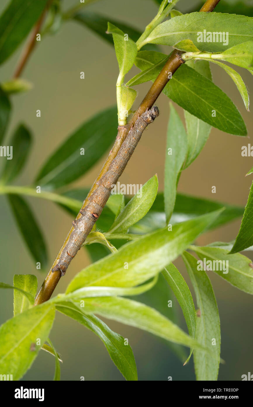Polish Red (Catocala pacta), young caterpillar feeding on willow, Germany Stock Photo