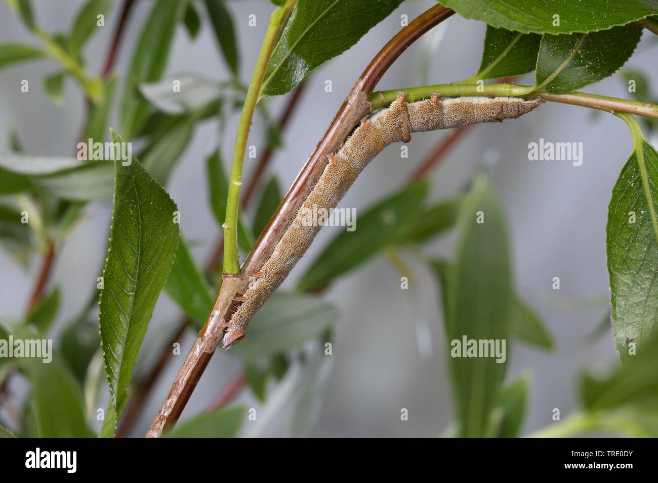 Polish Red (Catocala pacta), young caterpillar feeding on willow, Germany Stock Photo