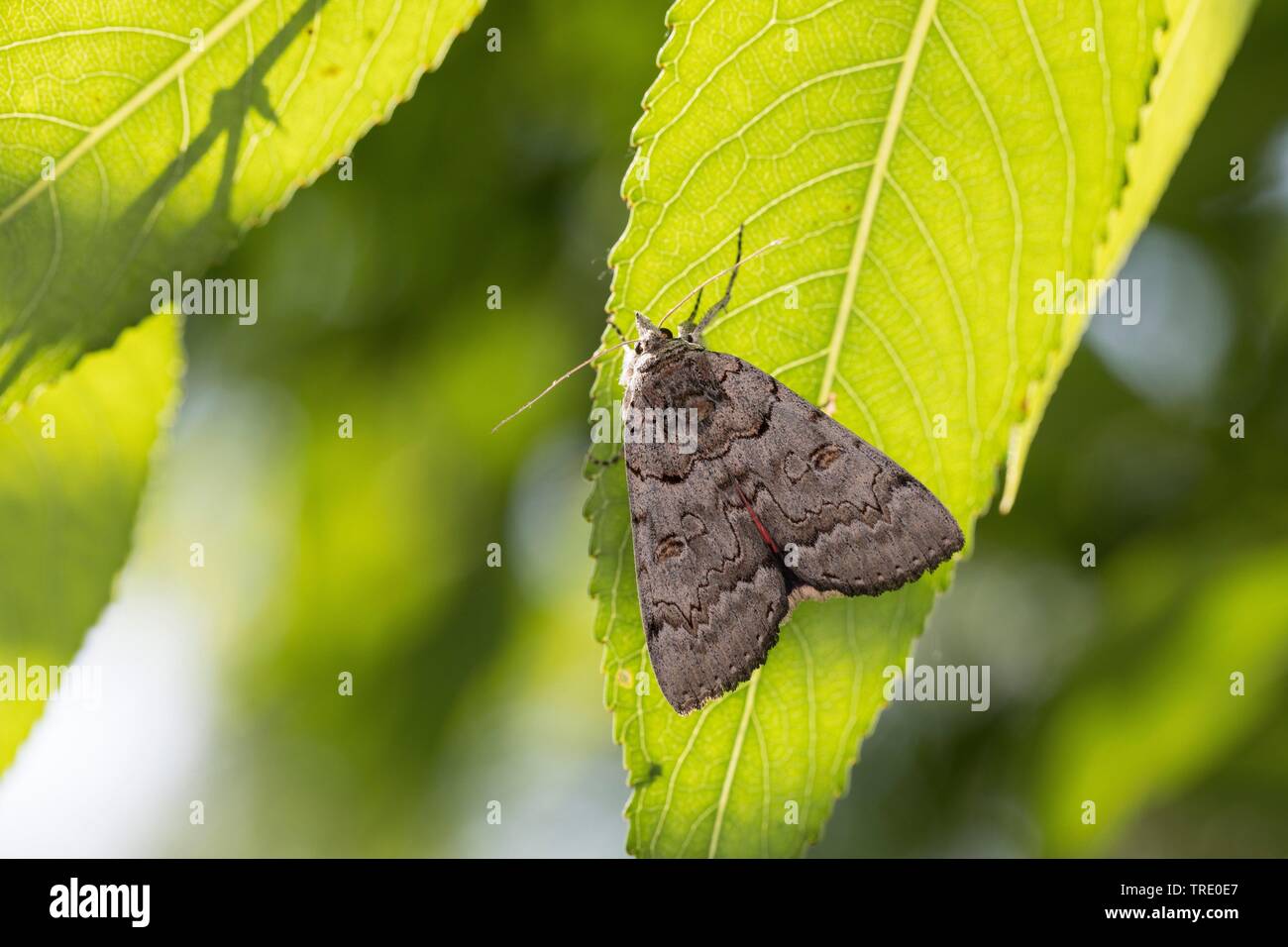 Polish Red (Catocala pacta), sitting on a leaf, view from above, Germany Stock Photo