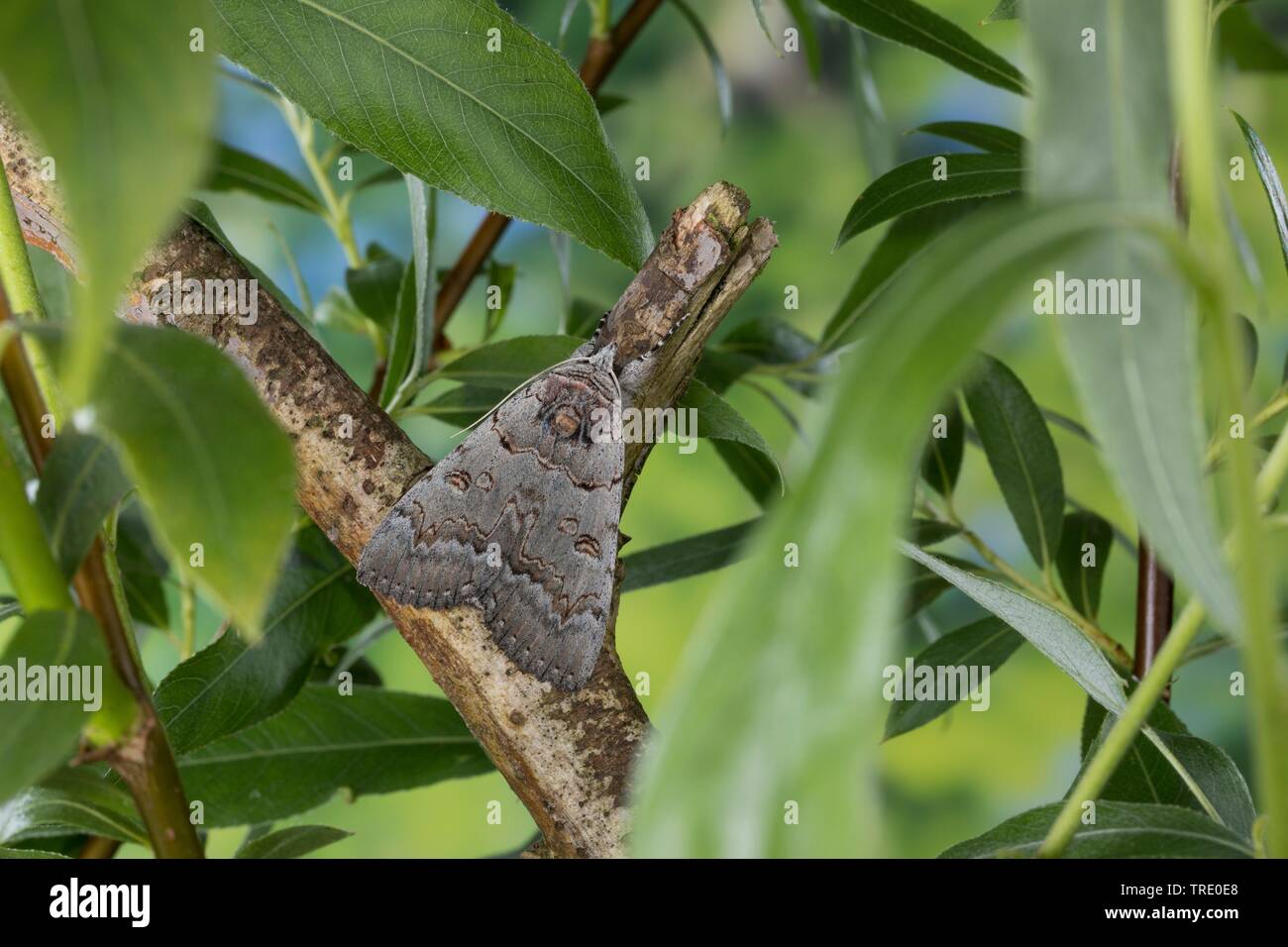 Polish Red (Catocala pacta), sitting on a branch, view from above, Germany Stock Photo