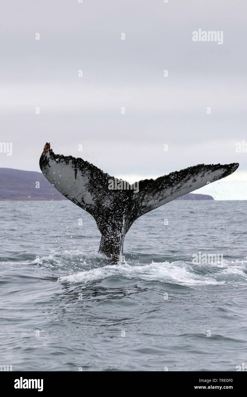 humpback whale (Megaptera novaeangliae), tail poking out ot the water, Iceland Stock Photo