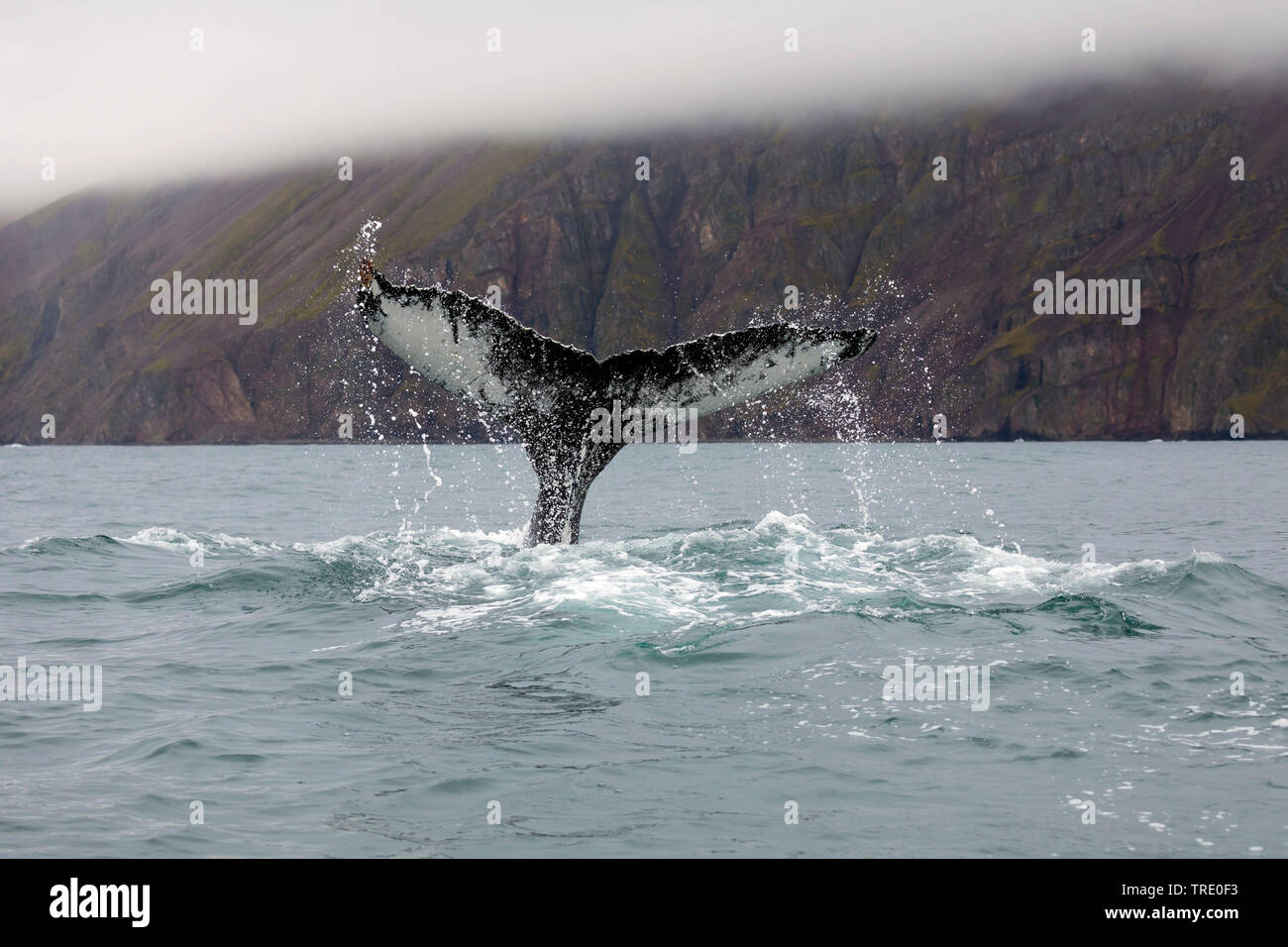 humpback whale (Megaptera novaeangliae), tail poking out ot the water, Iceland Stock Photo