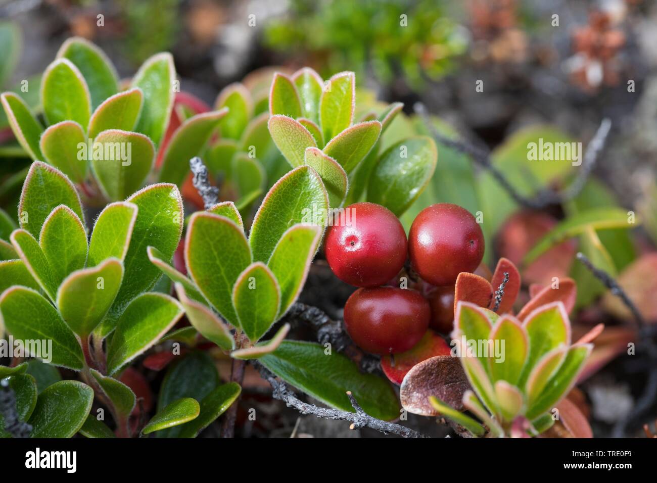 bearberry (Arctostaphylos uva-ursi), with fruits, Iceland Stock Photo