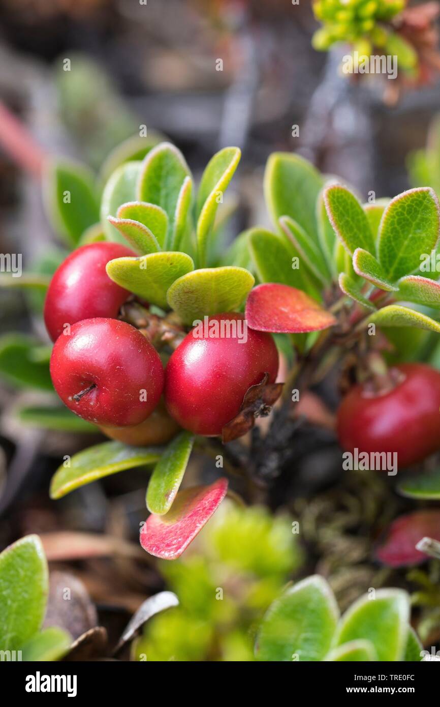 bearberry (Arctostaphylos uva-ursi), with fruits, Iceland Stock Photo