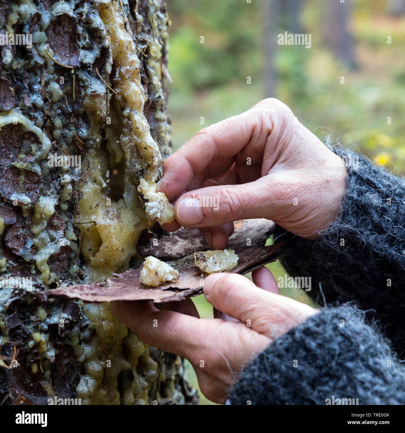 Norway spruce (Picea abies), collected resin chunks is collected from a a spruce trunk, Germany Stock Photo