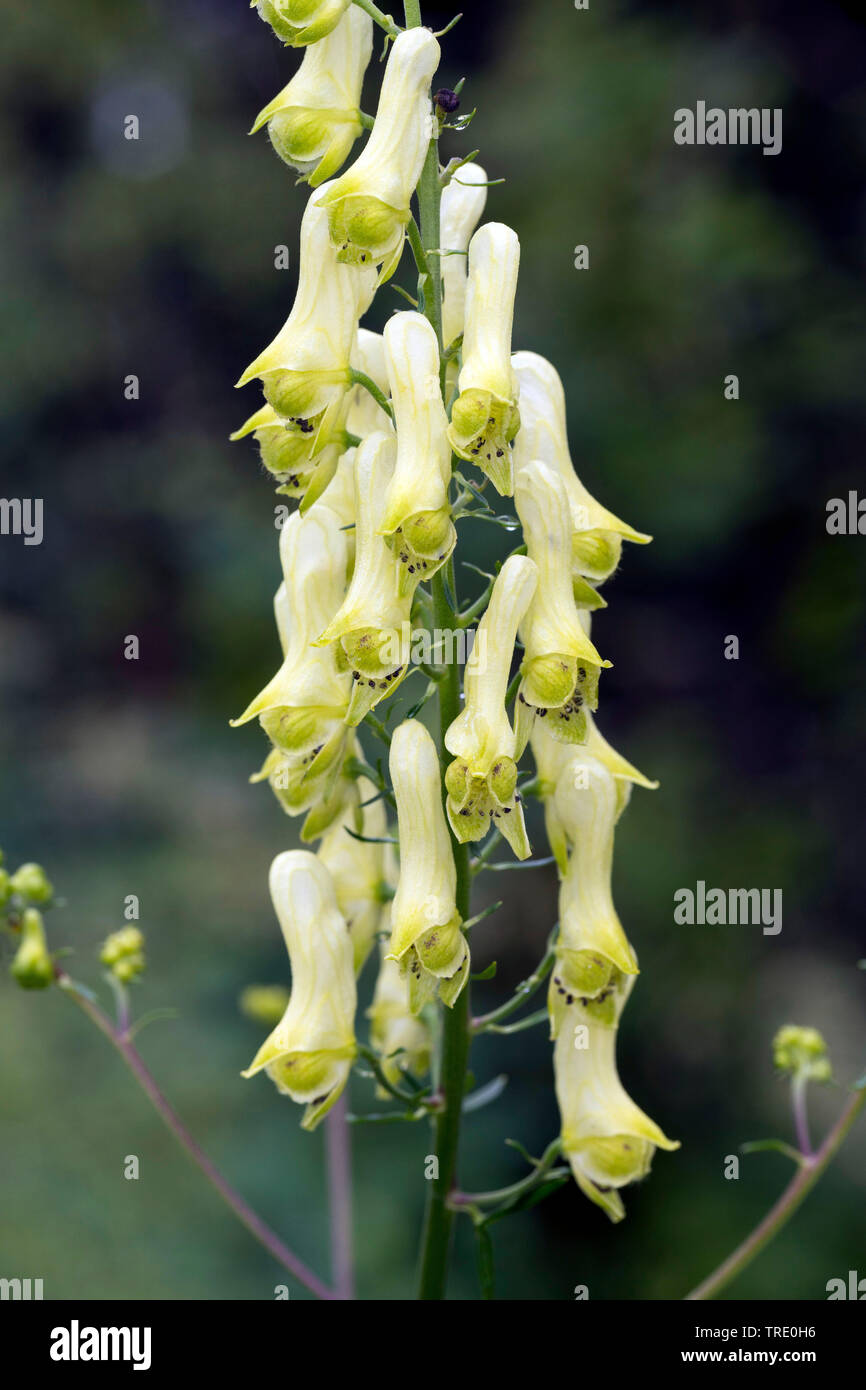 Yellow wolfsbane, Northern Wolfsbane, Monkshood, Wolf's bane (Aconitum lycoctonum ssp. vulparia, Aconitum vulparia), inflorescence, Germany Stock Photo