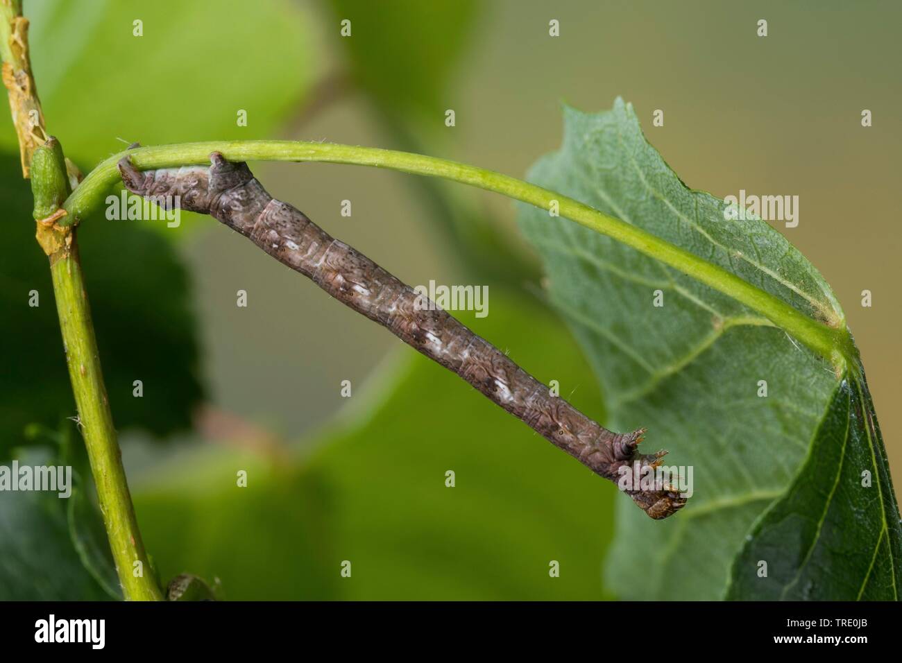 dotted border (Agriopis marginaria), caterpillar feeding on lime tree, Germany Stock Photo