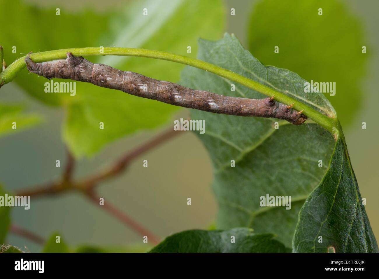 dotted border (Agriopis marginaria), caterpillar feeding on lime tree, Germany Stock Photo