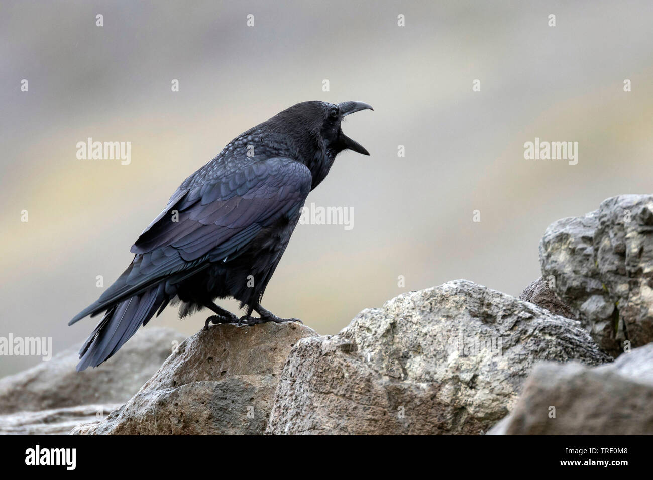 common raven (Corvus corax), sitting on rocks, calling, Iceland Stock Photo