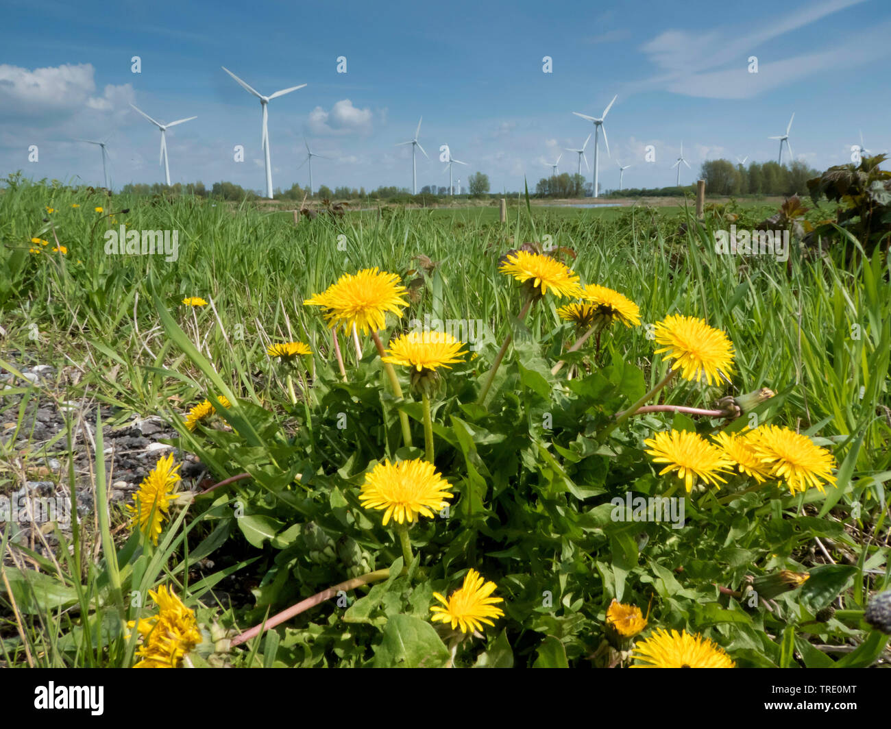 common dandelion (Taraxacum officinale), Dandelion and wind park, Germany, Lower Saxony, East Frisia, Wybelsumer Polder Stock Photo