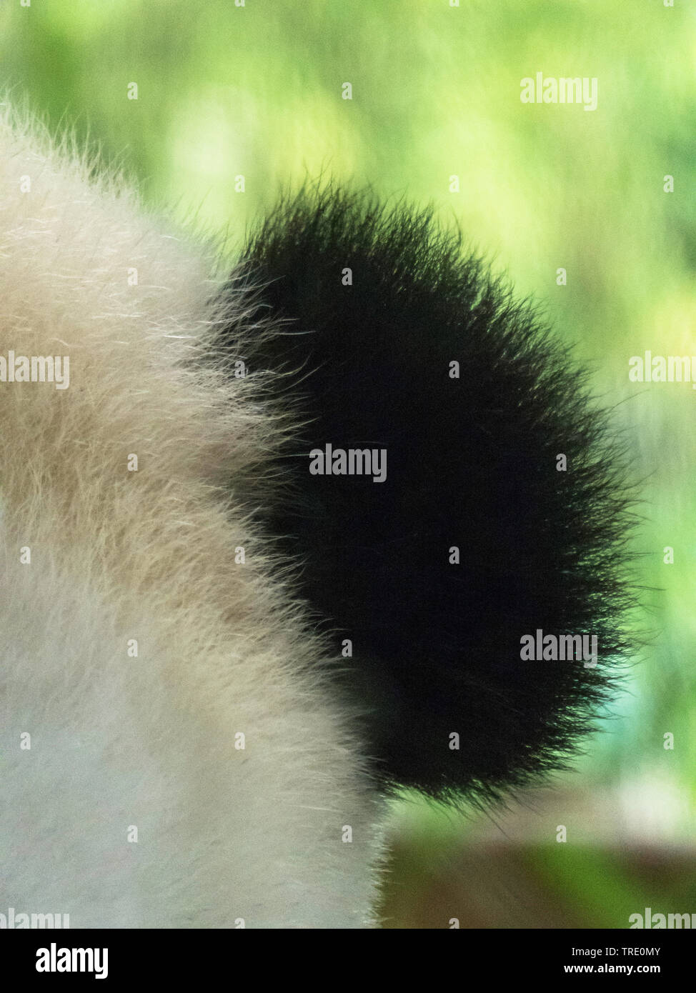 giant panda (Ailuropoda melanoleuca), ear of a giant panda Stock Photo