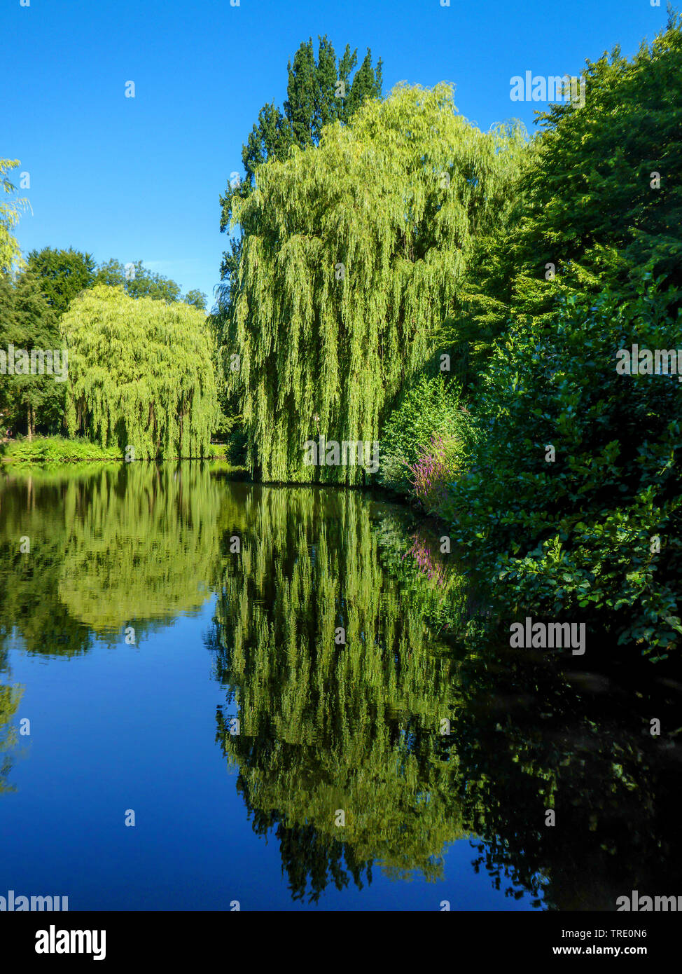 Golden Weeping Willow (Salix x spulcralis 'Chrysocoma', Salix x chrysocoma, Salix chrysocoma), Weeping Willow reflection, Germany, Hamburg Stock Photo