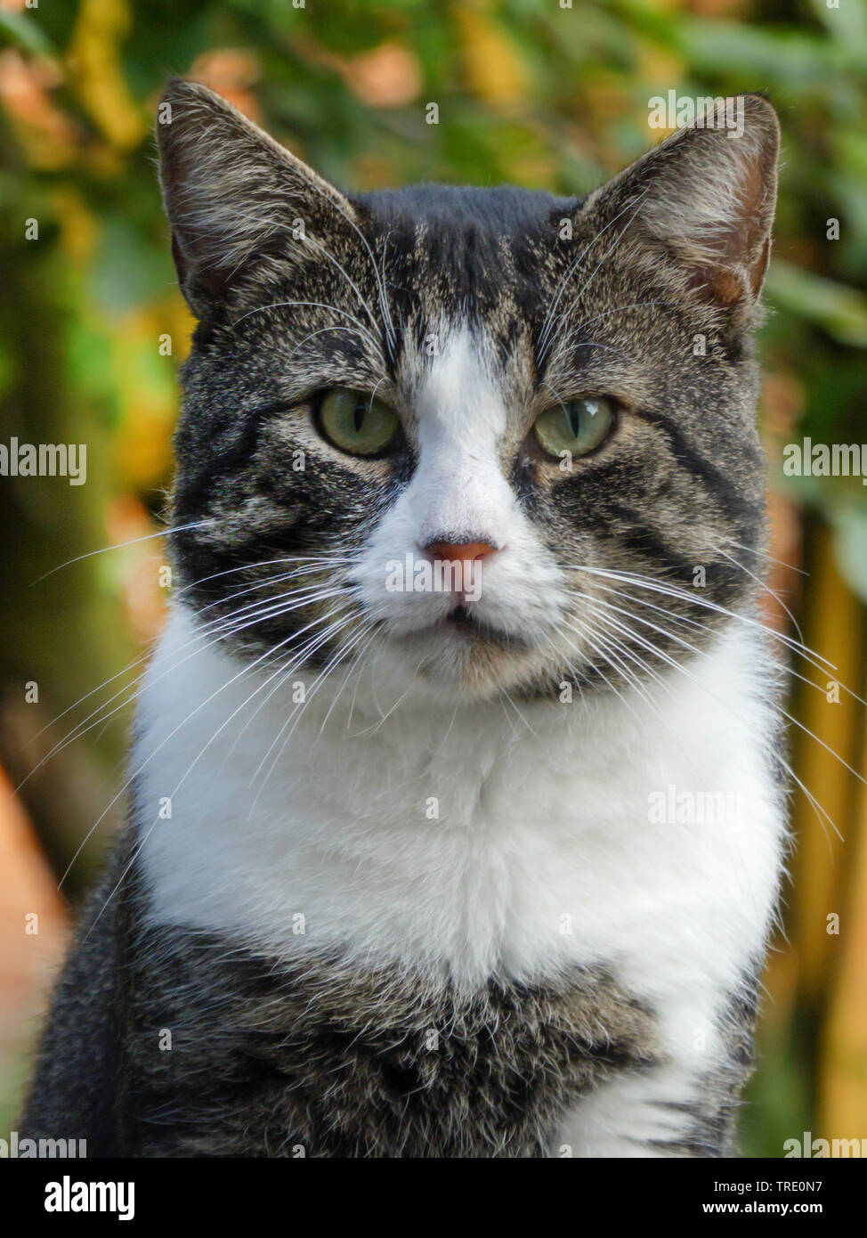 domestic cat, house cat (Felis silvestris f. catus), portrait, Germany Stock Photo