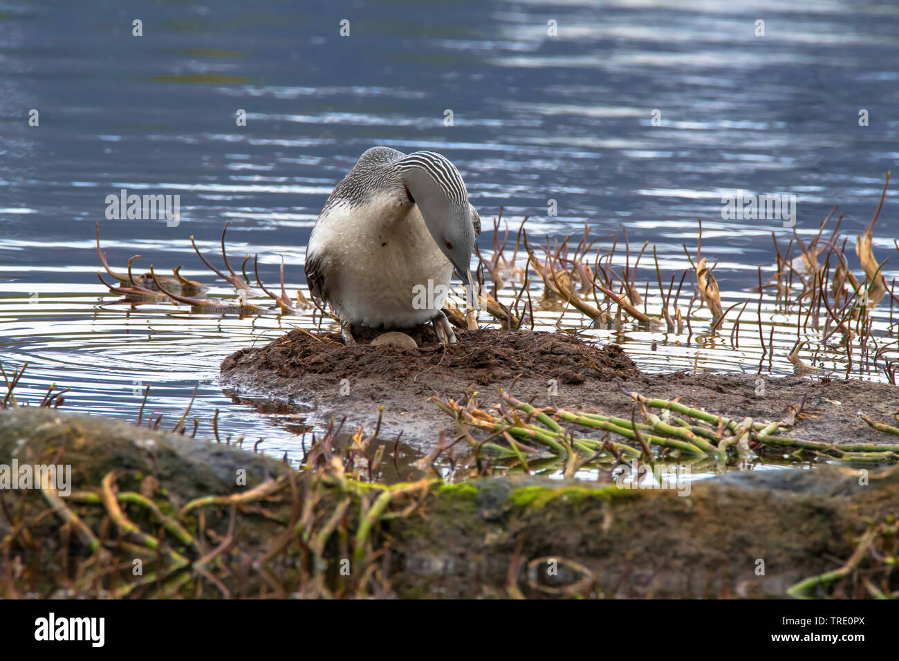 red-throated diver (Gavia stellata), on nest with egg, Norway, Troms Stock Photo