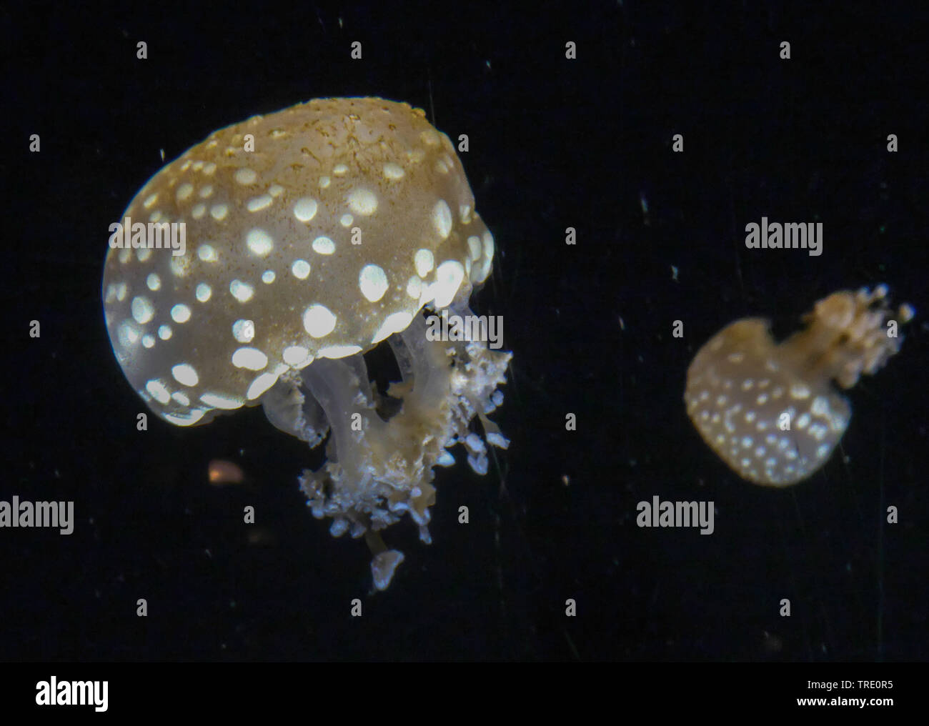 White Spotted Jellyfish (Phyllorhizia punctata), two floating White Spotted Jellyfishes Stock Photo