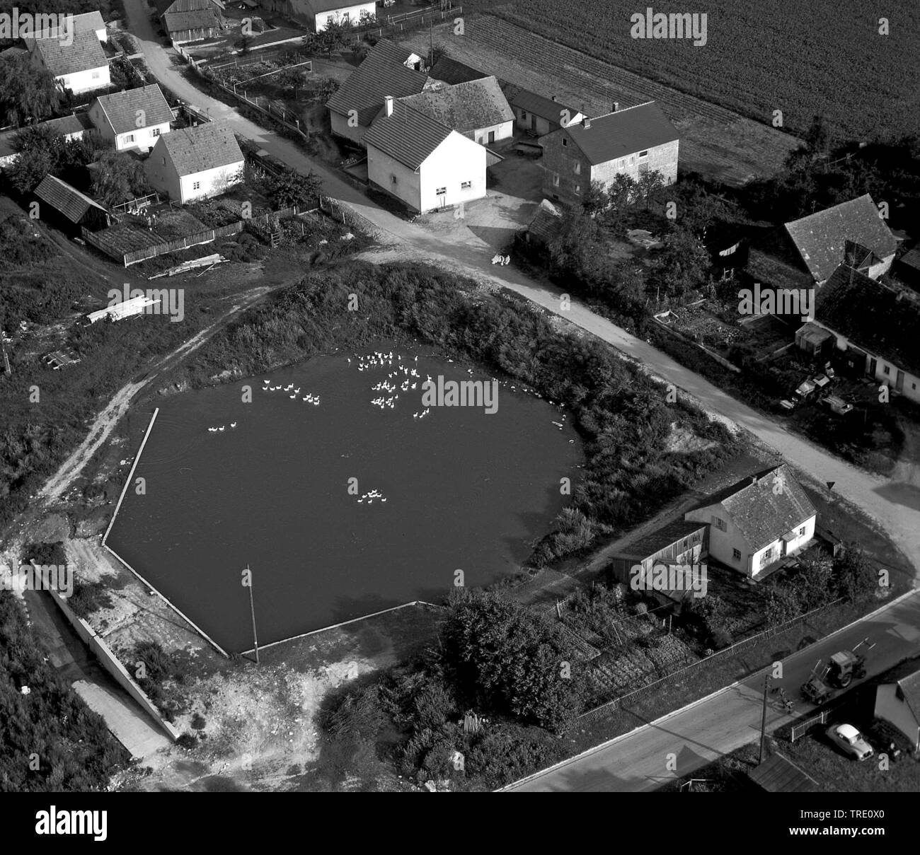 domestic goose (Anser anser f. domestica), geese on a village pond, historical aerial photo, 20.09.66, Germany, Bavaria Stock Photo