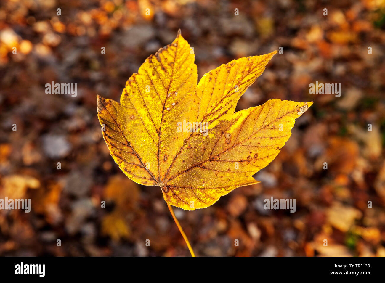 sycamore maple, great maple (Acer pseudoplatanus), autumn leaf in backlight, Germany, North Rhine-Westphalia Stock Photo