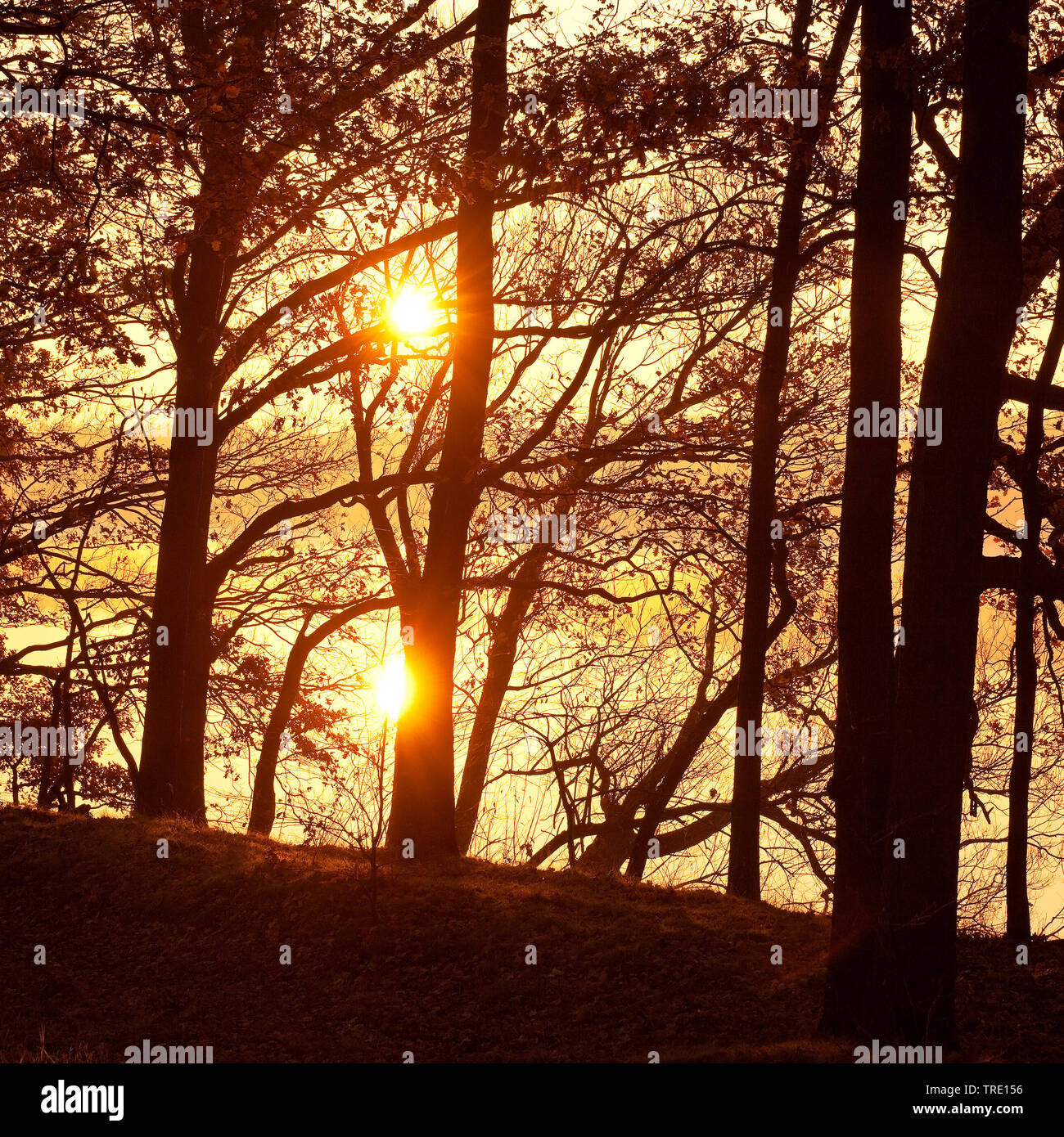 forest at sunrise in autumn, Germany, North Rhine-Westphalia, Haltern am See Stock Photo