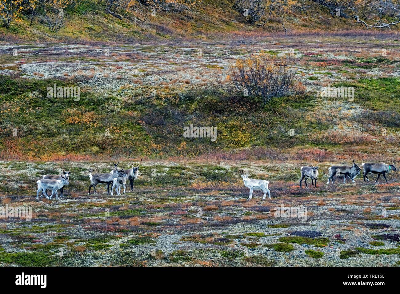 European reindeer, European caribou (Rangifer tarandus tarandus), group in the autumnal Saltfjellet, Norway, Nordland, Saltfjellet Svartisen National Park Stock Photo