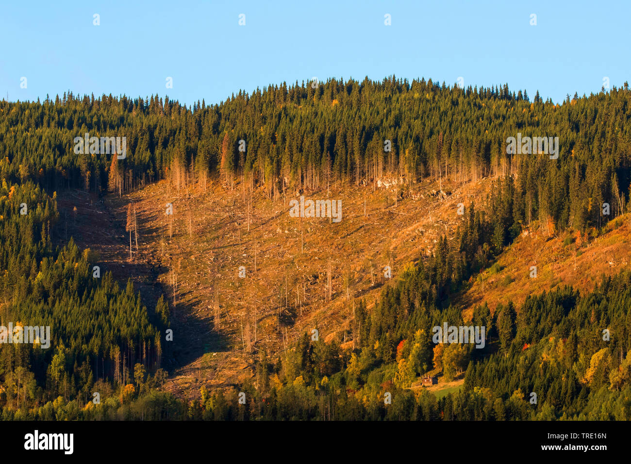 clear-cutting in southern Norway, Norway, Oppland, Mageli Stock Photo